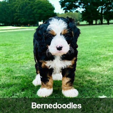 Bernedoodle, Bernadoodle, Berniedoodle, Mini, Doodle, Bernese mountain dog, Poodle, Mini bernedoodle, Small dog, Smart dog, Dog, Puppy, Puppy for sale near me, Puppies, Available puppies, Cute puppies, Puppies near me, Pet, Family pet, Best dog breed, Best family pet, Breeder, Puppy, breeder, Doodle breeder, Best doodle breed, Calm breed, Easy to train, Smart breed, No shed, Hypoallergenic, Adorable puppy, Fluffy puppy, Pyredoodle, Great Pyrenees, Health tested, Labradoodle, Goldendoodle, Doodle breeds, F1, F1B, Trainable, Easy to train breed, Pet adoption, Dogs for sale, Puppies for sale, Small breed, Large breed,mountain bernese puppies, bernese dog, berne doodle, Bernese Mountain Dogs,Bernedoodles