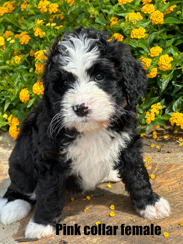 berne doodle, dogs mountain bernese, bernesemountain dog, Mini, Doodle, Bernese mountain dog, Poodle, Mini bernedoodle, Small dog, Smart dog, Dog, Puppy, Puppy for sale near me, Puppies, Available puppies, Cute puppies, Puppies near me, Pet, Family pet, Best dog breed, Best family pet, Breeder, Puppy, breeder, Doodle breeder, Best doodle breed, Calm breed, Easy to train, Smart breed, No shed, Hypoallergenic, Adorable puppy, Fluffy puppy, Pyredoodle, Great Pyrenees, Health tested, Labradoodle, Goldendoodle, Doodle breeds, F1, F1B, Trainable, Easy to train breed, Pet adoption, Dogs for sale, Puppies for sale, Small breed, Large breed, Ramey Farm